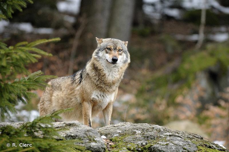 Canis lupus Linnaeus, 1758 - Loup gris, Loup-Overview