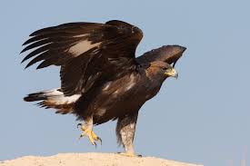 Aigle Royal dans la Vallée de Roncal