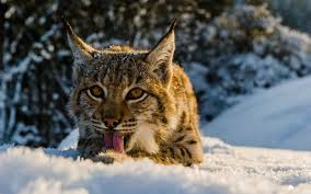 Lynx boréal, un félin rare et méconnu | WWF France