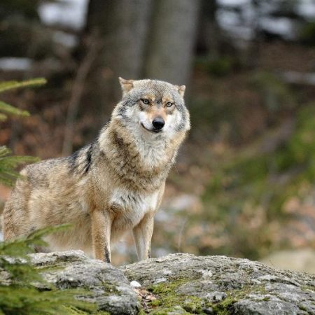 Les animaux en France sont en voie de disparition