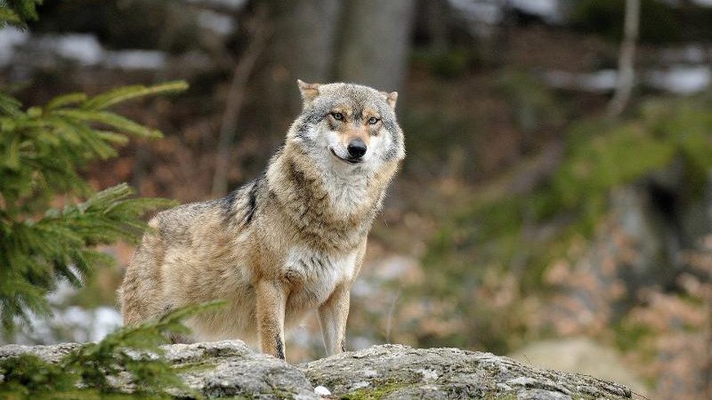 Les animaux en France sont en voie de disparition